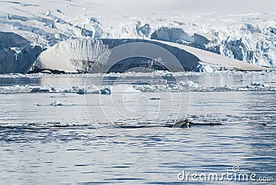 Adelie penguin porpoising,Paradise bay , Antarctic peninsula, Stock Photo