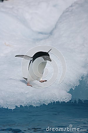 Adelie penguin about to leap from an iceberg Stock Photo