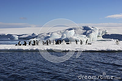 Adelie Penguins - Antarctica Stock Photo