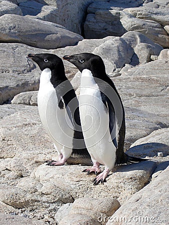 Adelie Penguins in Antarctica Stock Photo