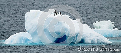 Adelie Penguins on Ice Stock Photo