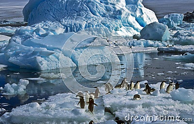 Adelie Penguins on Ice, Antarctica Stock Photo