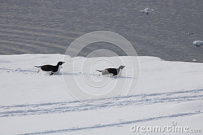 adelie penguins on ice float, Antarctic sound Stock Photo