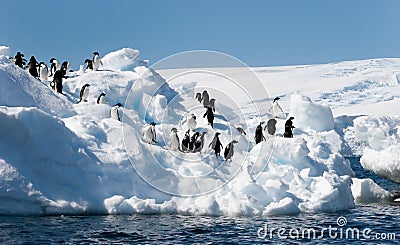 Adelie penguins on iceberg Stock Photo