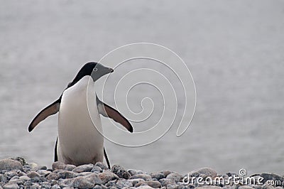 Adelie Penguins on Paulet Island Stock Photo