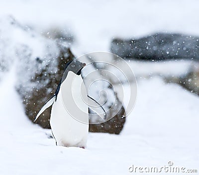 Adelie Pinguin, Adelie Penguin, Pygoscelis adeliae Stock Photo