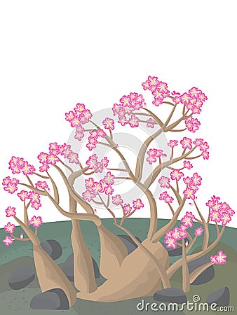 Adenium desert rose Vector Illustration