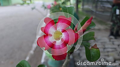 Adenium flowers in the garden blown by the wind Stock Photo