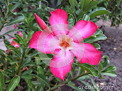 Adenium flowers are pink after being exposed to rain Stock Photo