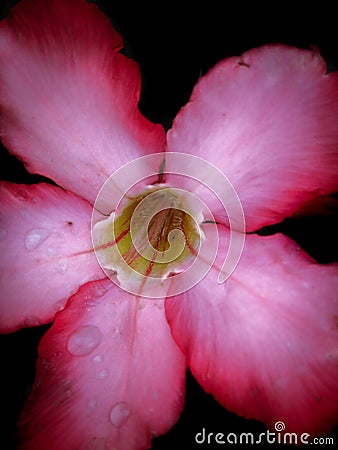 Pink Desert Rose - Adenium obesum flower Stock Photo