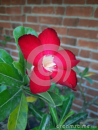 Adenium obesum beautiful red flower and brick background Stock Photo