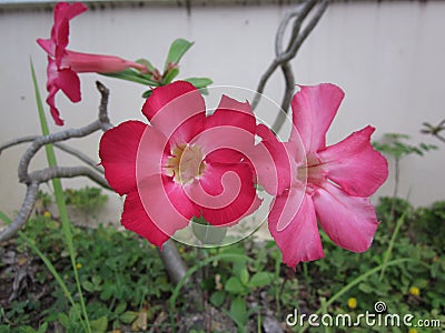 Adenium obesum or Desert Rose flower. Stock Photo