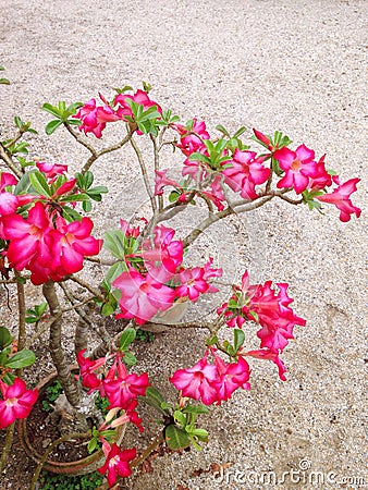 Adenium obesum flower Stock Photo