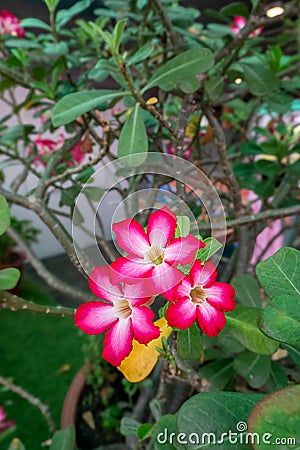 Adenium obesum, more commonly known as a desert rose, is a poisonous species Stock Photo