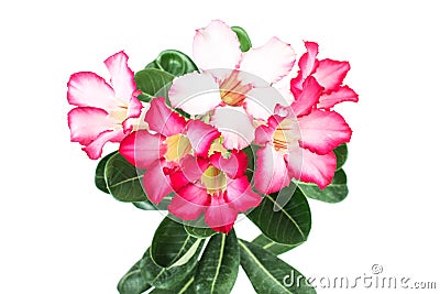 Adenium Obesum plant desert rose Stock Photo