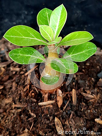 Adenium obesum Seedling Growing Plant Stock Photo