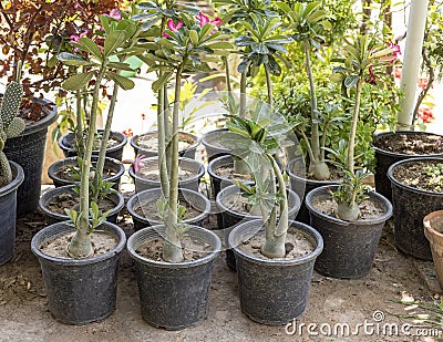 Adenium ornamental plants in plastic nursery pots for sale Stock Photo