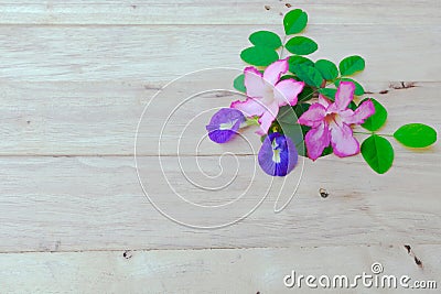 Adenium, pink desert rose and pea flower on wood background Stock Photo