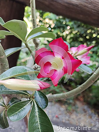 Adenium pink flower in the gardn Stock Photo