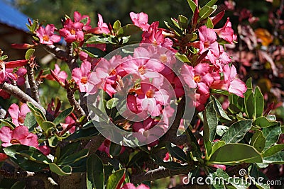 Adenium pink flowers Stock Photo