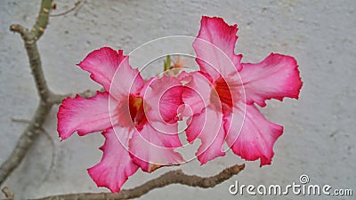 Adenium pink two bloom Stock Photo