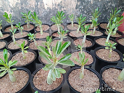 Adenium seedlings in the pot Stock Photo