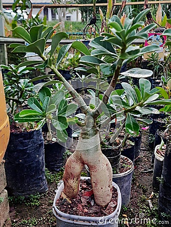 Adenium tree with amazing root Stock Photo