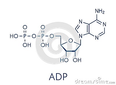 Adenosine diphosphate ADP molecule. Plays essential role in energy use and storage in the cell. Skeletal formula. Vector Illustration
