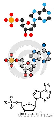 Adenosine monophosphate (AMP, adenylic acid) molecule. Nucleotide monomer of RNA. Composed of phosphate, ribose and adenine Vector Illustration