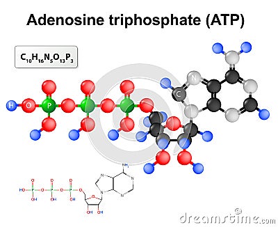 Adenosine triphosphate. ATP Vector Illustration