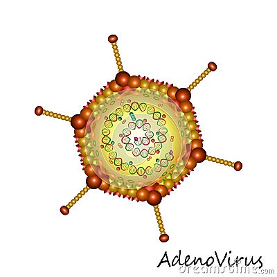 Adenovirus particle structure isolated Vector Illustration