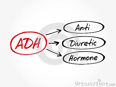 ADH - Antidiuretic Hormone acronym Stock Photo