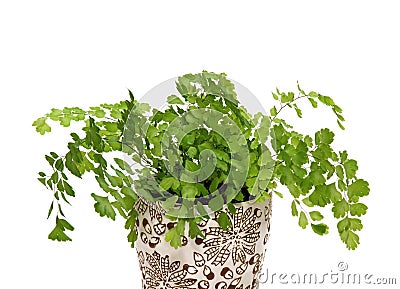 Adiantum Stock Photo