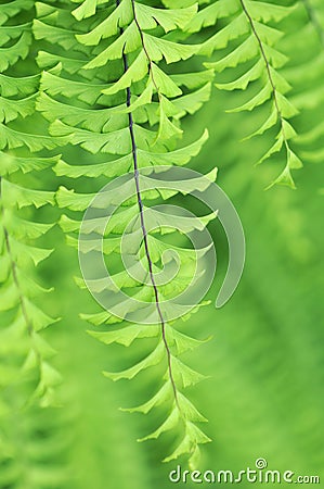 Adiantum aleuticum, Western maidenhair fern Stock Photo