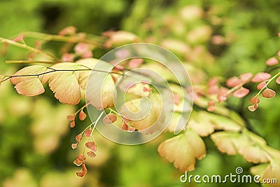 Adiantum capillus-veneris Stock Photo