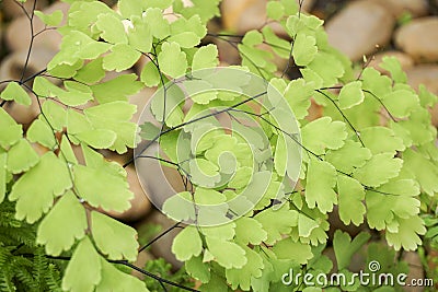 Adiantum capillus-veneris Stock Photo