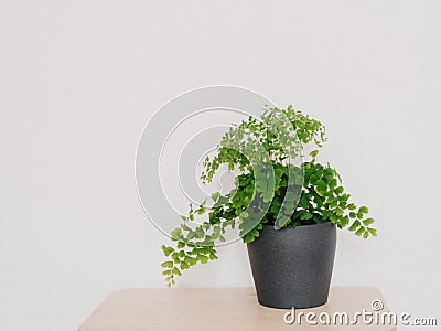 Adiantum capillus-veneris houseplant in grey plant pot Stock Photo