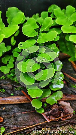 Adiantum capillus-veneris plant. Stock Photo