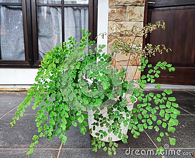 Adiantum capillus-veneris in a pot to decorate the terrace Stock Photo