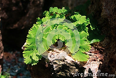 Adiantum capillus veneris or Southern Black Maidenhair fern. Close up of cute small green fern decoration in the tropical garden. Stock Photo