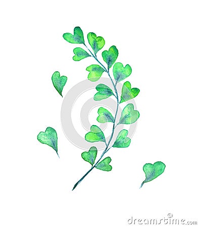 Adiantum capillus-veneris, the Southern maidenhair, black maidenhair, venus hair fern, isolated watercolor illustration Cartoon Illustration