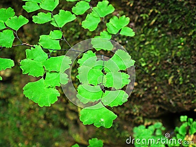 Adiantum capillus-veneris, the Southern maidenhair fern Stock Photo