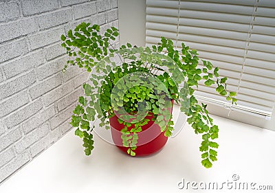 Adiantum capillus-veneris, the Southern maidenhair fern Stock Photo