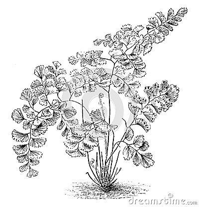 Adiantum Decorum Ferns vintage illustration Vector Illustration