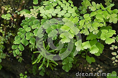 Adiantum Fern,Maidenhair fern Stock Photo