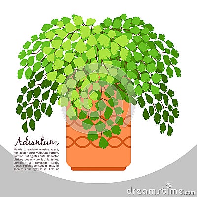 Adiantum indoor plant in pot banner Vector Illustration