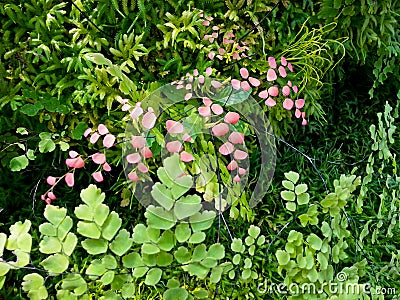 Adiantum or maidenhair Stock Photo