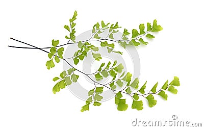 Adiantum or maidenhair fern. Isolated on white background Stock Photo