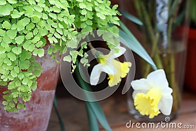 Adiantum raddianum adiantum Venus hair plant in flower clay pot close up. A Stock Photo