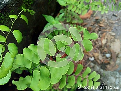 Adiantum raddianum also called suplir kelor, Delta maidenhair fern with a natural background. The genus name Adiantum comes from Stock Photo
